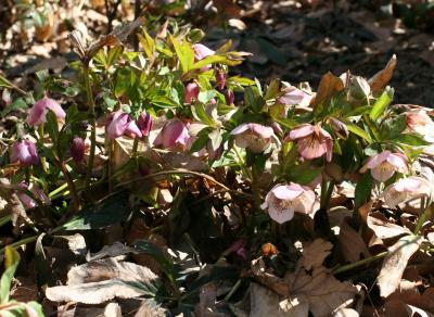 Helleborus or Lenten Rose