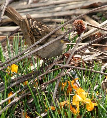 Sparrow Eyeing Crocus Blossoms