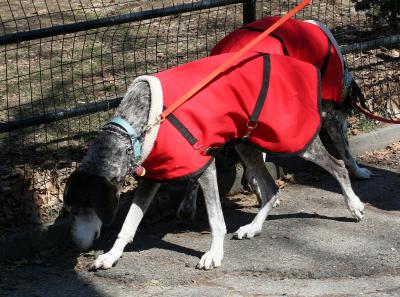 Sporting Hounds in Washington Square Park