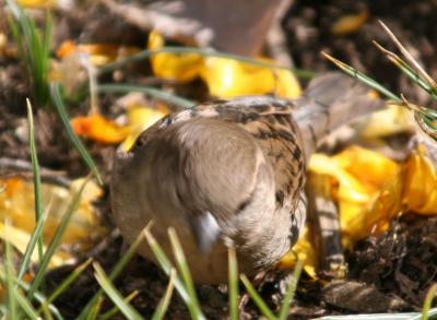 Sparrow Feasting on Crocus Blossoms at Union Square Park