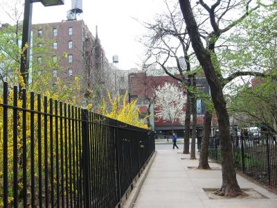 Forsythia  & Pear Tree on LaGuardia Place