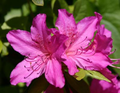 Azalea