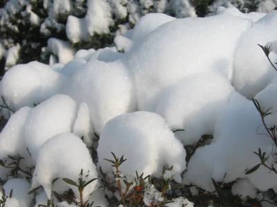 Snow Puffs on Azalea