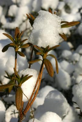 Snow Puffs on Azalea