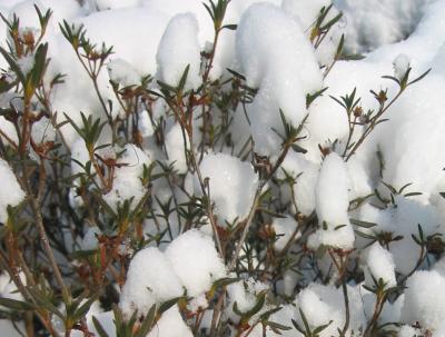 Snow Puffs on Azalea