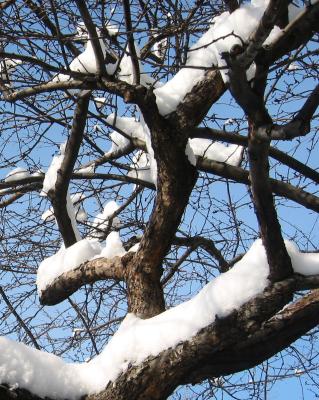 Crab Apple Tree in Snow