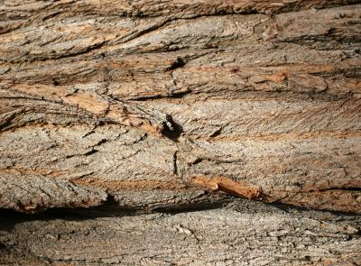 Black Locust Tree Bark