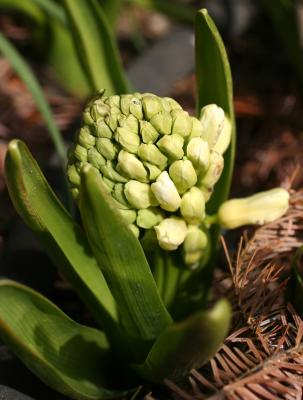 White Hyacinth Buds