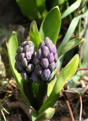 Hyacinth Buds