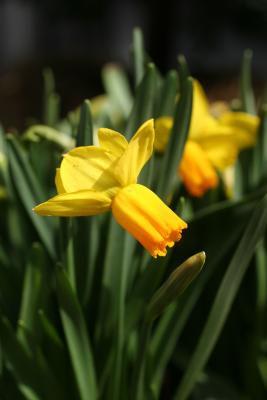 2005 - First Outdoor Daffodils