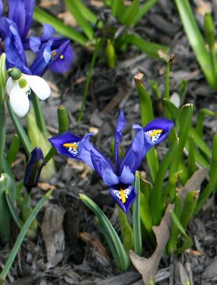 Miniature Blue Irises with a Snowdrop