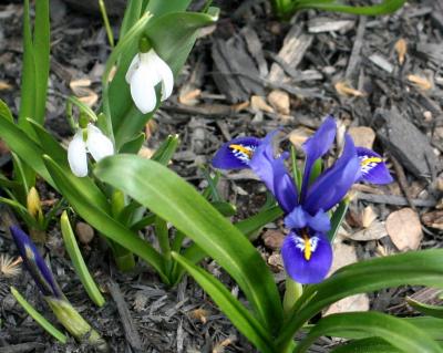 Blue Iris with Snowdrops