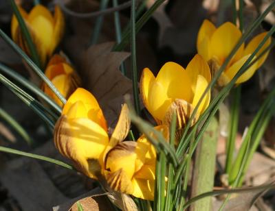 u49/hjsteed/medium/40947481.0503180091CrocusWSP.jpg