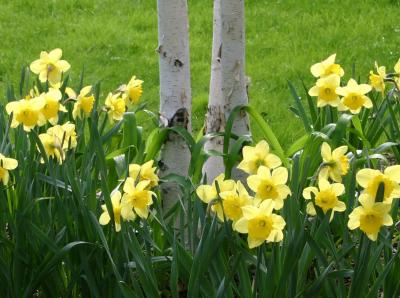 Daffodils - Spring Preview 