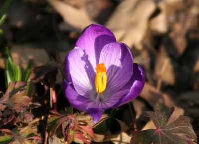 Crocus