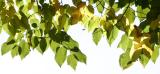 Linden Tree Foliage