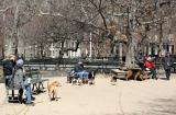 Dog Runs - Washington Square Park