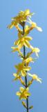 Forsythia