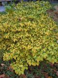Azalea Foliage