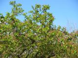Budding Crab Apple Trees