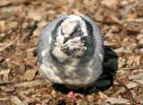 Pigeon Taking in the Sun