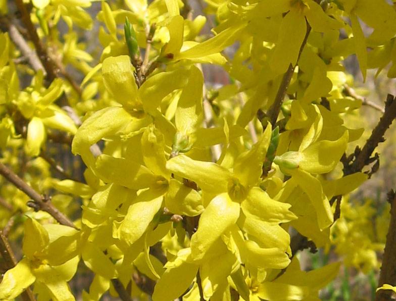 Forsythia