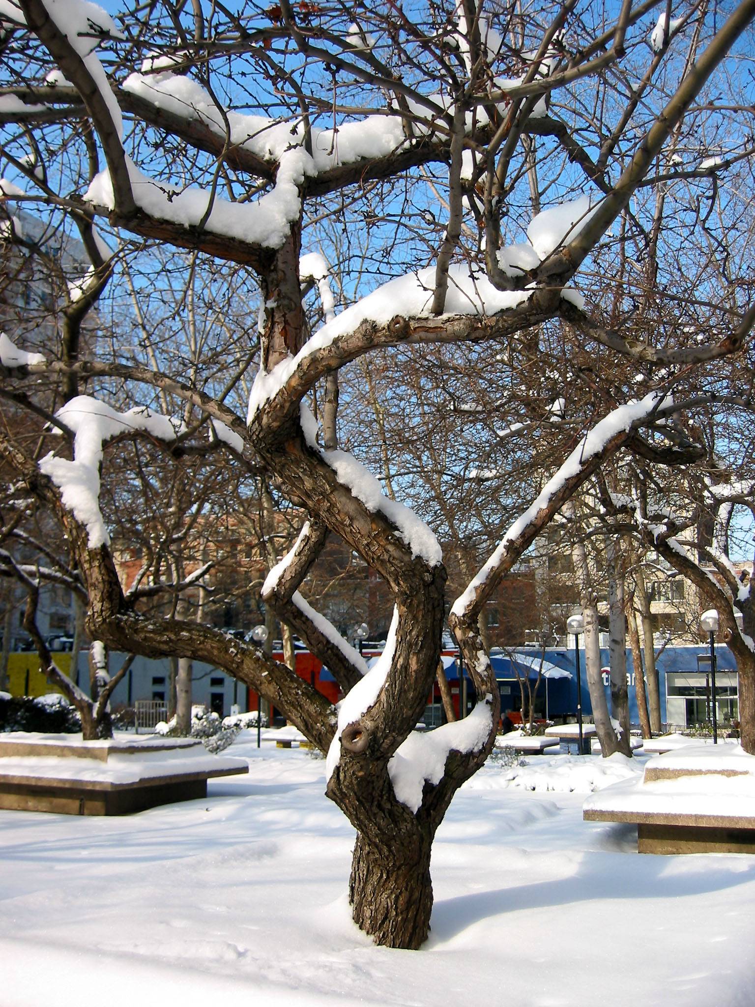 Crab Apple Tree in Snow