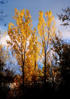 tree2.jpg