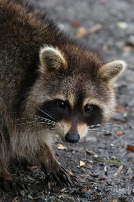 March12, 2005: Young Raccoon