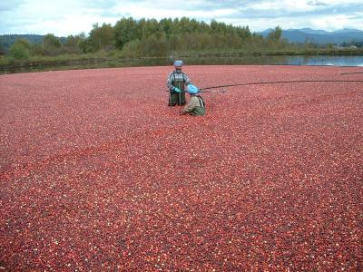 u49/hoangt/medium/34900680.Harvestingcranberries2.jpg