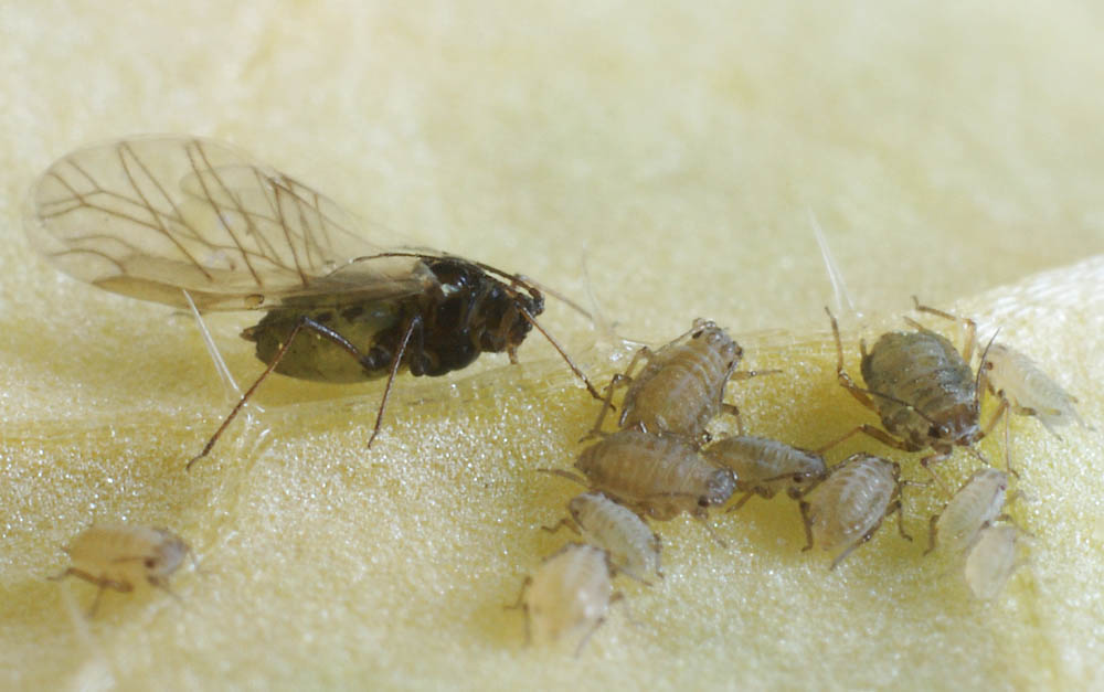 Lipaphis-erysimi.jpg