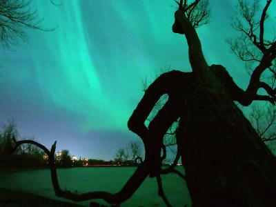 Spooky Aurora over a Spooky Tree