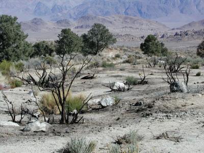 Desert foothills
