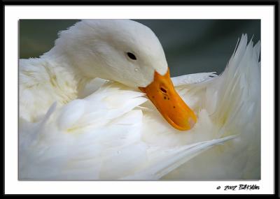 preeningDuck0668