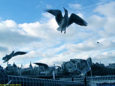 Sea Gulls at the Thames