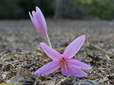 Jerusalem autumn crocus