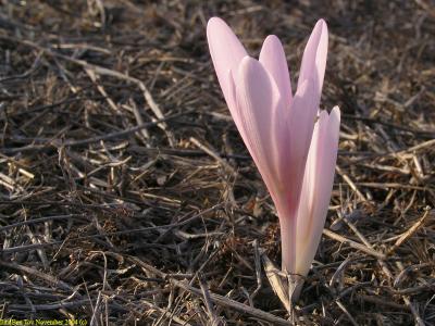 Jerusalem autumn crocus