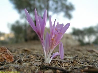 Jerusalem autumn crocus