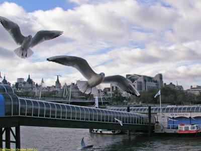 Sea Gulls at the Thames