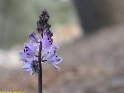 Autumnal Squill