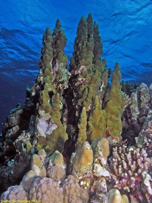 Coral formations in the Islands