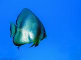 Bat fish