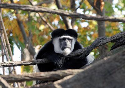 Bronx Zoo: Monkeys
