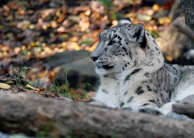 Bronx Zoo: Snow Leopards