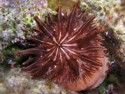 uncommon anemone