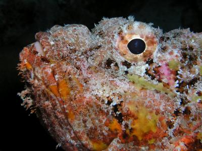 super model spotted scorpionfish