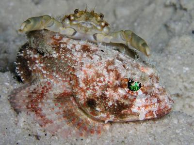 mushroom scorpionfish with crab bodyguard