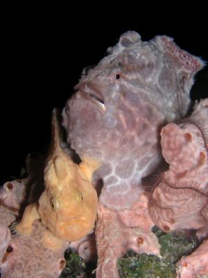 frogfish couple