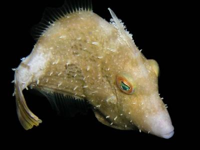 fringed filefish