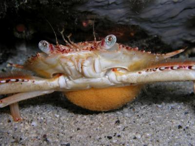 ocellated swimming crab with eggs
